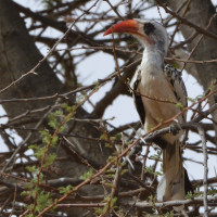 Western Red-billed Hornbill